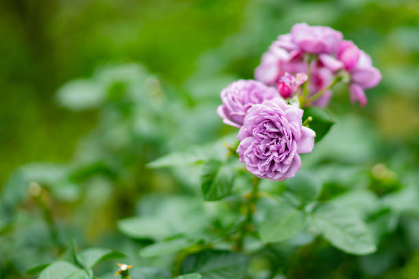rose flower blooming in the garden