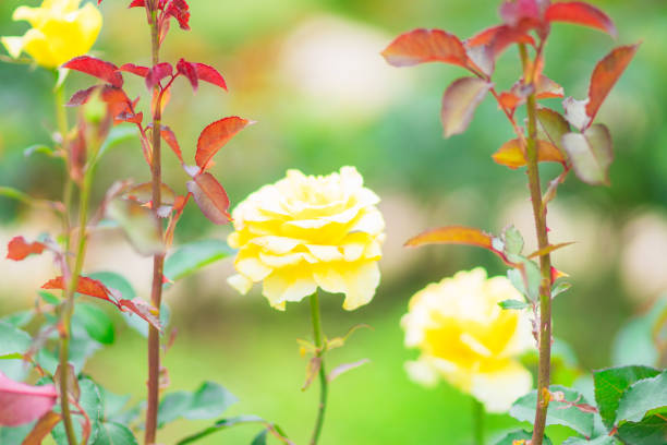 rose flower blooming in the garden