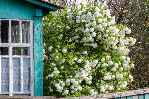 Blooming viburnum in the yard of an old wooden house behind a fence