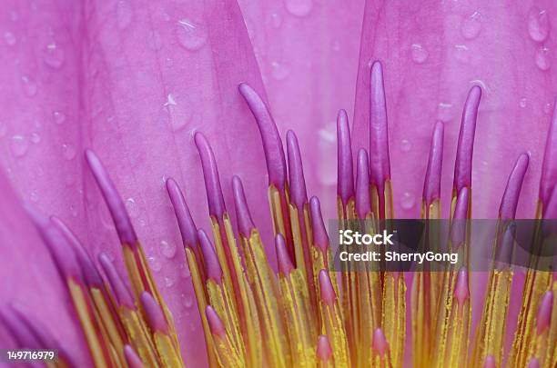 Waterlily Słupek - zdjęcia stockowe i więcej obrazów Bliskie zbliżenie - Bliskie zbliżenie, Fotografika, Główka kwiatu