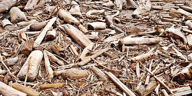 Photo of Driftwood HDR