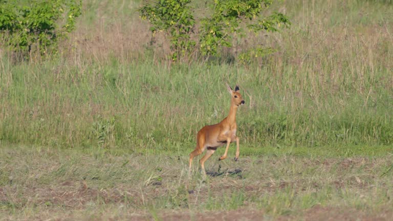 Animal Siberian Roe Deer ( Capreolus pygargus ) walks in the meadow.