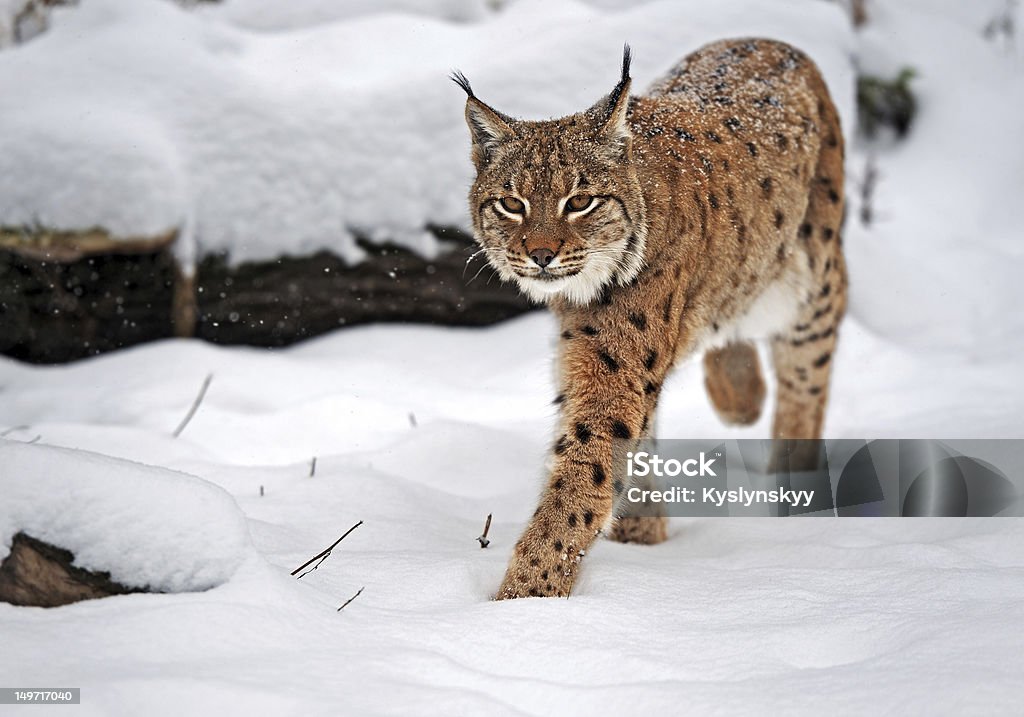 Beautiful wild lynx in winter Animal Stock Photo