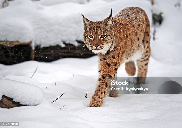 Beautiful Wild Lynx In Winter Stock Photo - Download Image Now - Animal, Animal Wildlife, Animals Hunting