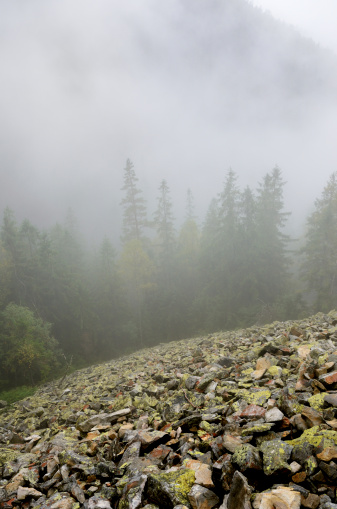Moss-grown stony scree on the background of coniferous forest in the fog.