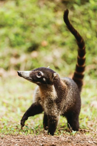 ostronos białonosy - coati zdjęcia i obrazy z banku zdjęć