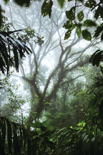 istock Rainforest in Costa Rica 1497171754