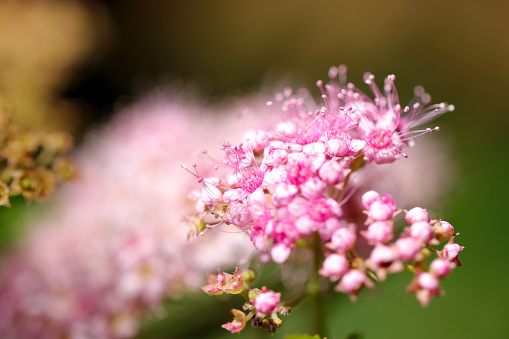 Brilliantly blooming Japanese meadowsweet (Spiraea japonica) flower head (Outdoor close up macro photograph)