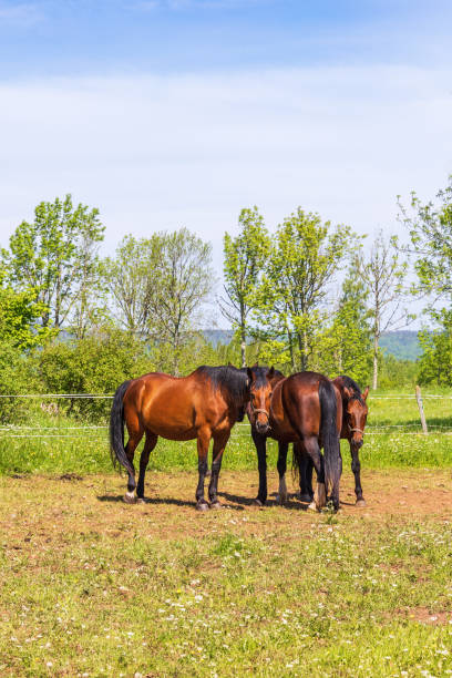 istock Horses in a paddock on a sunny summer day 1497173087