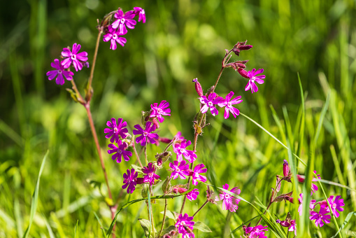 Red campion flowers on a meadow