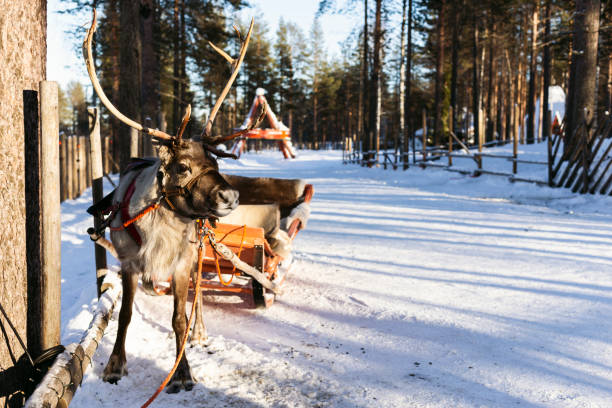 istock Reindeer in Finnish Lapland 1497175030
