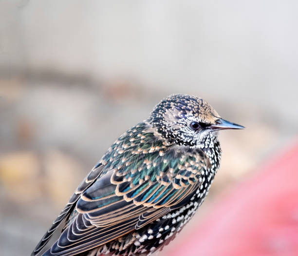 istock Closeup of A Starling  On A Defocussed Background 1497175113