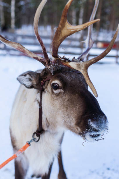 istock Reindeer in Finland 1497175118