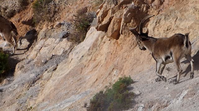Ibex mountain goat in Spain