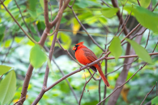 istock Pretty cardinal With A Seed In His Mouth 1497176818