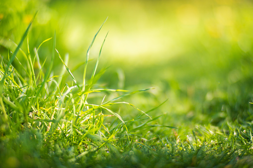 Natural strong blurry background of green grass blades close up. Fresh grass meadow in sunny morning. Copy space.