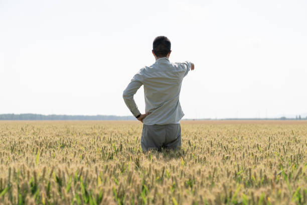 istock Asian Chinese modern farmer in wheat field 1497178137