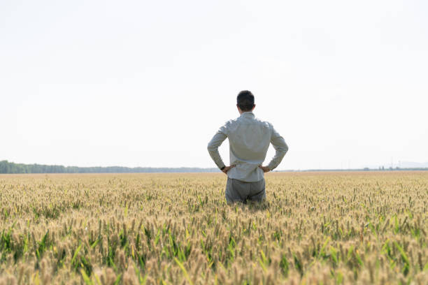 istock Asian Chinese modern farmer in wheat field 1497178143