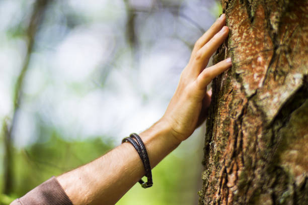 istock A man's hand touch the tree trunk close-up. Bark wood.Caring for the environment. The ecology concept of saving the world and love nature by human 1497178262