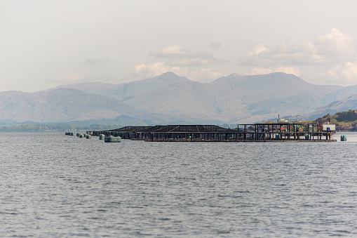 salmon fish farmes at coast of oban glasgow scotland england uk