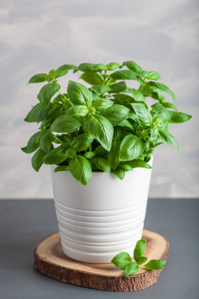 istock fresh basil herb in pot vegetable garden at home 1497178629