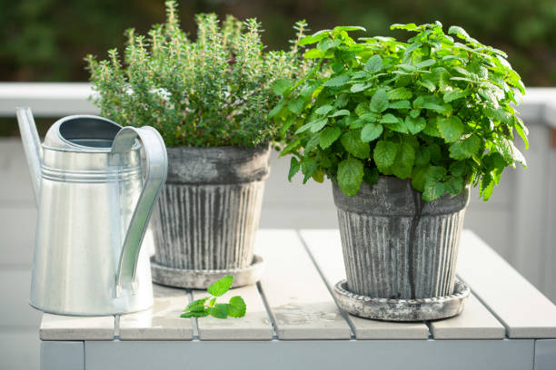 istock lemon balm (melissa) and thyme herb in flowerpot on balcony, urban container garden concept 1497178659