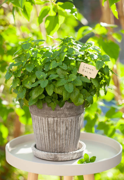 istock lemon balm (melissa) herb in flowerpot in garden 1497178824