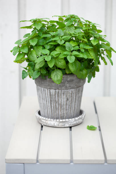 istock lemon balm (melissa) herb in flowerpot on balcony, urban container garden concept 1497178849
