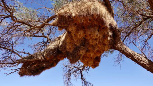 istock Nest of the baya bird 1497178998
