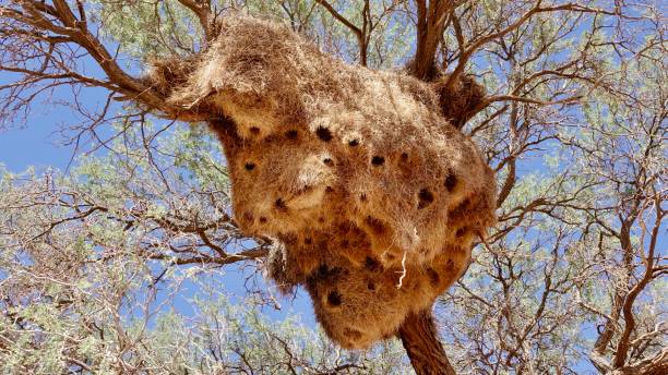 istock Nest of the baya bird 1497179002