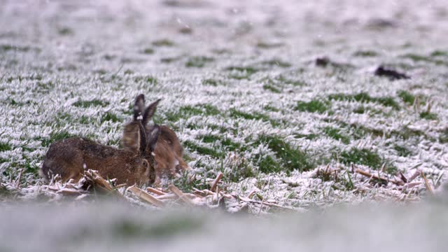 Slow motion of a rabbit in the field under the heavy snowfall
