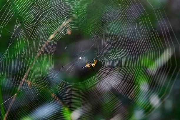 istock Close-up view of spider on web in forest 1497179453