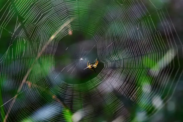 Photo of Close-up view of spider on web in forest