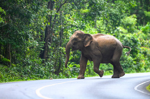 istock A female Asian elephant is walking on the road. 1497180732