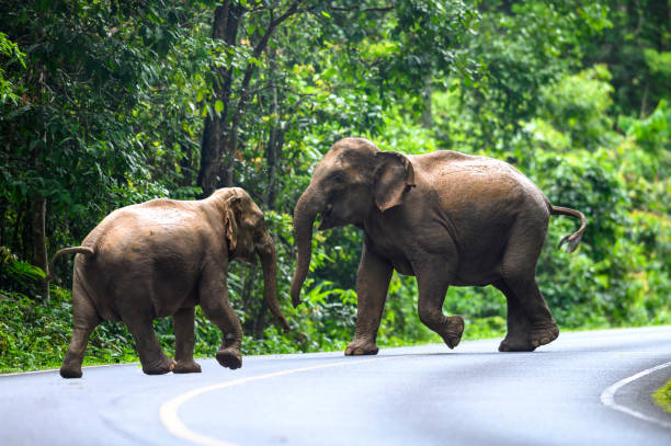 istock A female Asian elephant is walking on the road. 1497180733