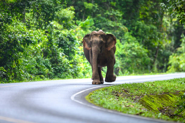 istock A female Asian elephant is walking on the road. 1497180734