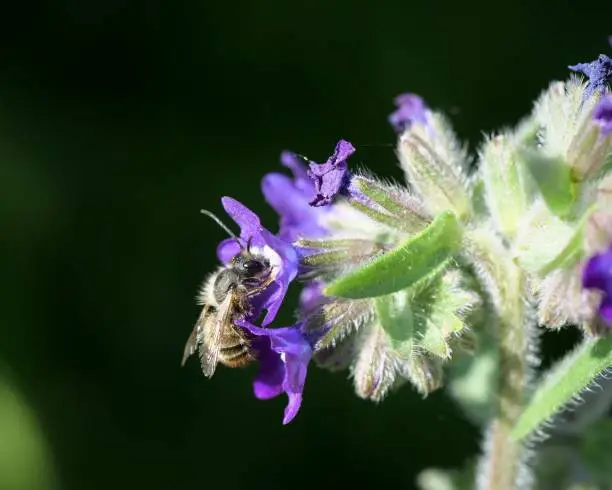 Wildbee searching for nectar on common bugloss