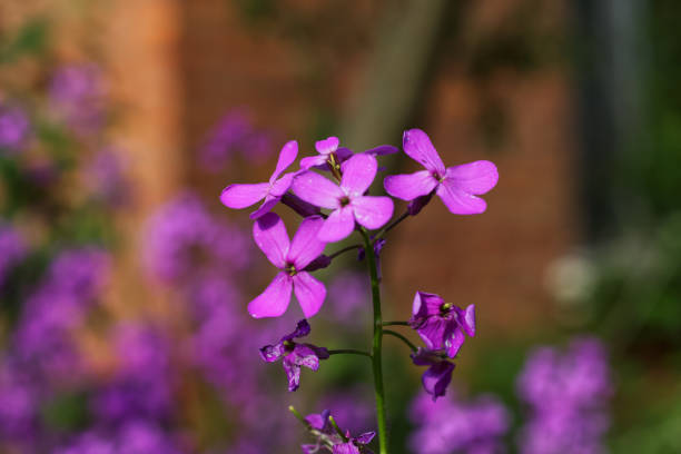 Beautiful purple flowers of Lunaria annua plant in bloom in the garden