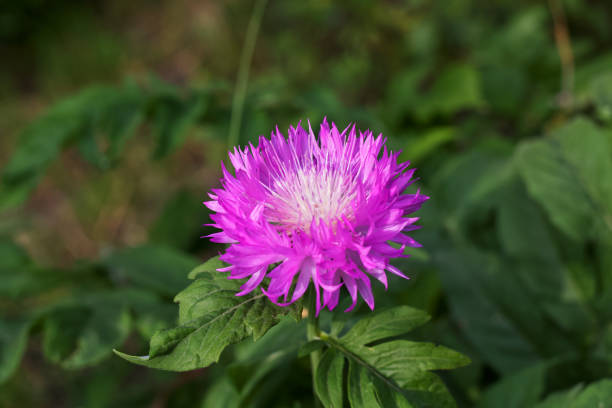 Bright flowers bloomed in the Kharkov yard