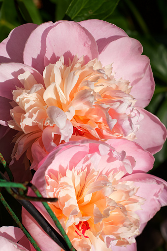 One flower of pink peony in the garden, close-up. Web banner.