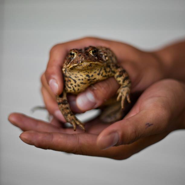 A closeup of a frog with black spots being held in a hand