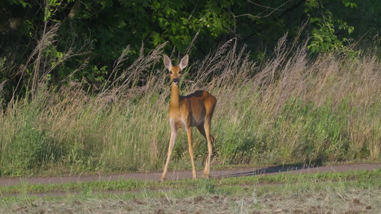 Animal Siberian Roe Deer ( Capreolus pygargus ) walks in the meadow.