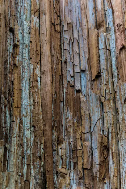 Bark of a very old tree in Ireland, brownish with slight blue tint and blur at top and bottom of image