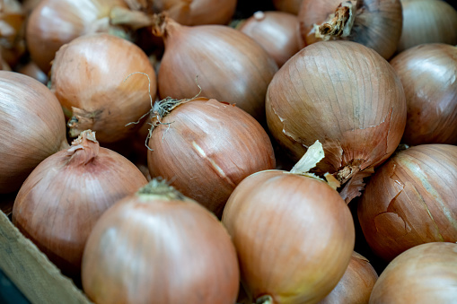close-up of onion plantation in a hothouse - selective focus, top view