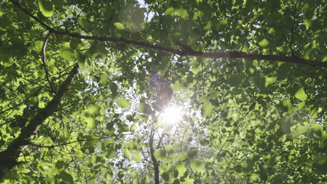 Looking up to the sky and treetops through, glistening sunlight in summer. POV. No people.