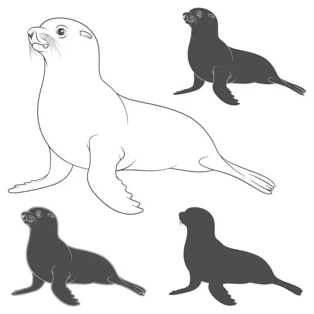 Vector illustration of Set of black and white illustrations with a fur seal. Isolated vector objects.
