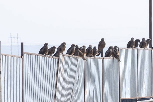 istock Many steppe wild eagles are sitting on fence 1497188899