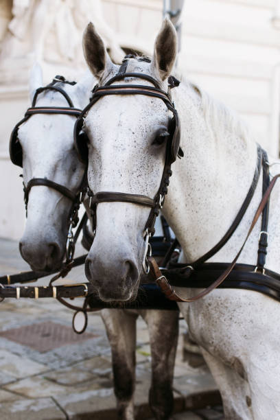 istock Horses in Vienna, Austria 1497189083