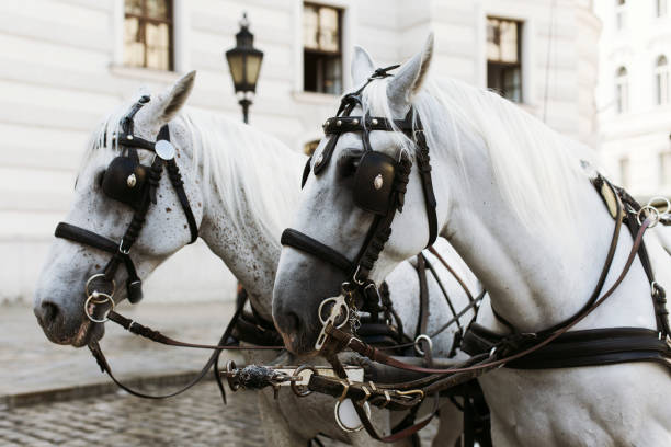 istock Horses in Vienna, Austria 1497189088