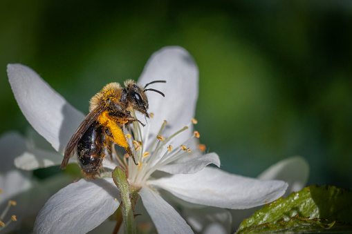 A Dunning's miner bee pollinates an ornamental apple blossom in the spring.